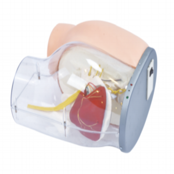 高級臀部肌肉注（zhù）射及（jí）透明對比模型（xíng）