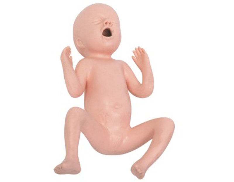 高級24周（zhōu）早產兒模型