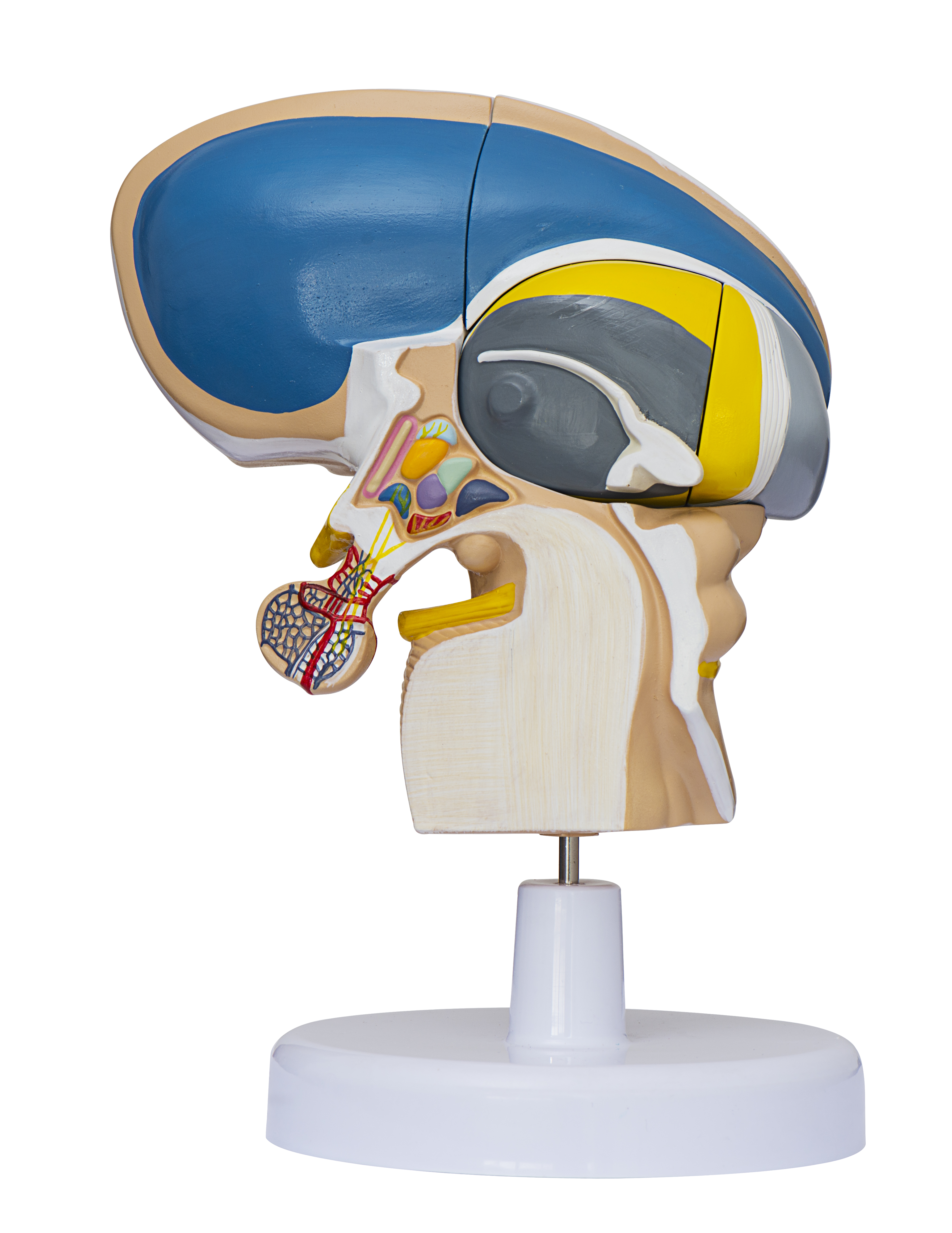 間腦直觀模型（xíng）