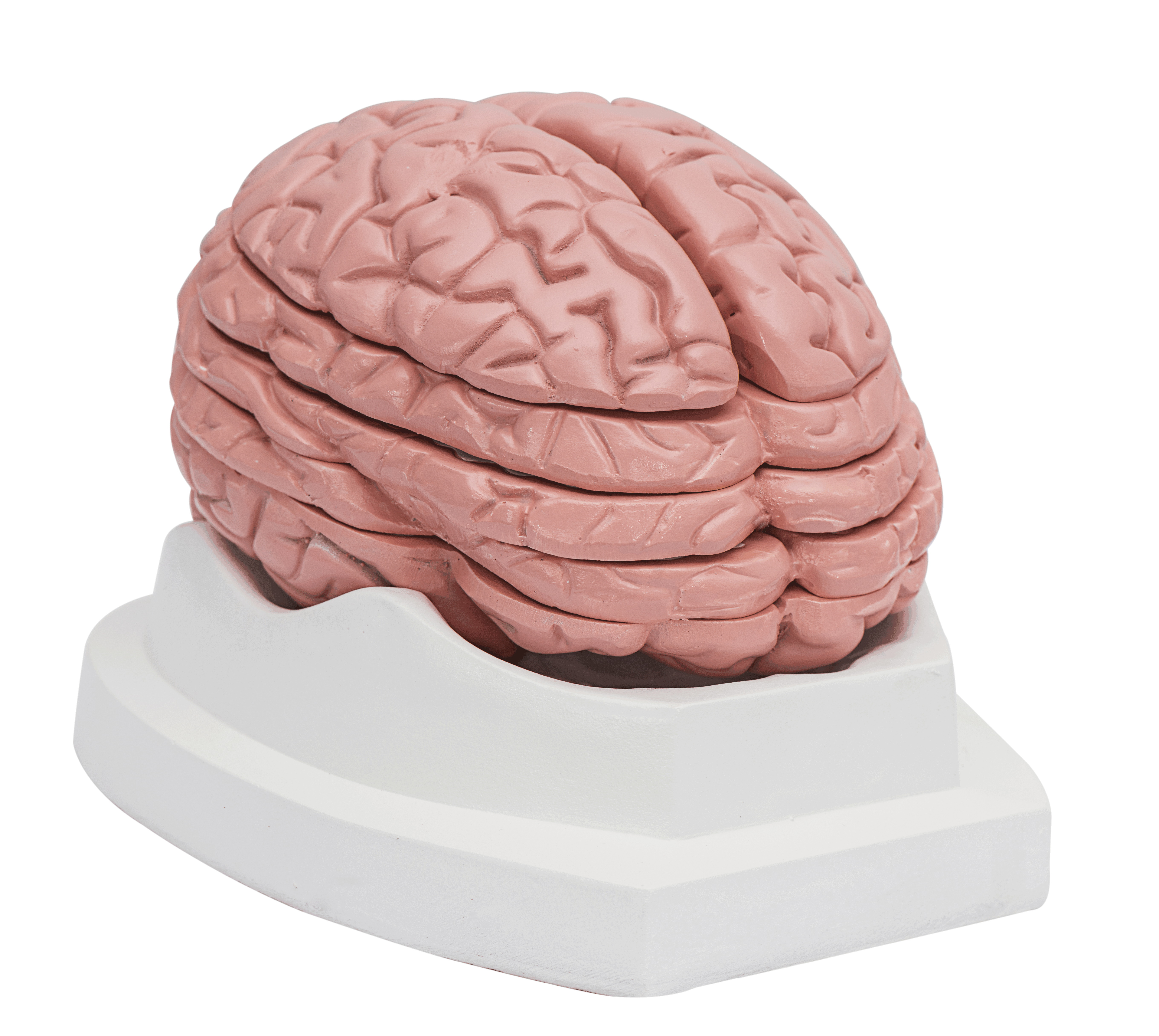 腦水平切麵模（mó）型