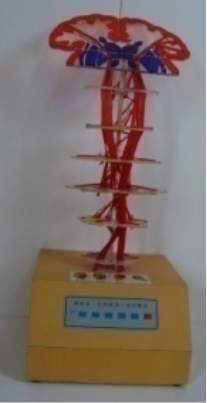 錐體係（皮質核束） 電動模（mó）型