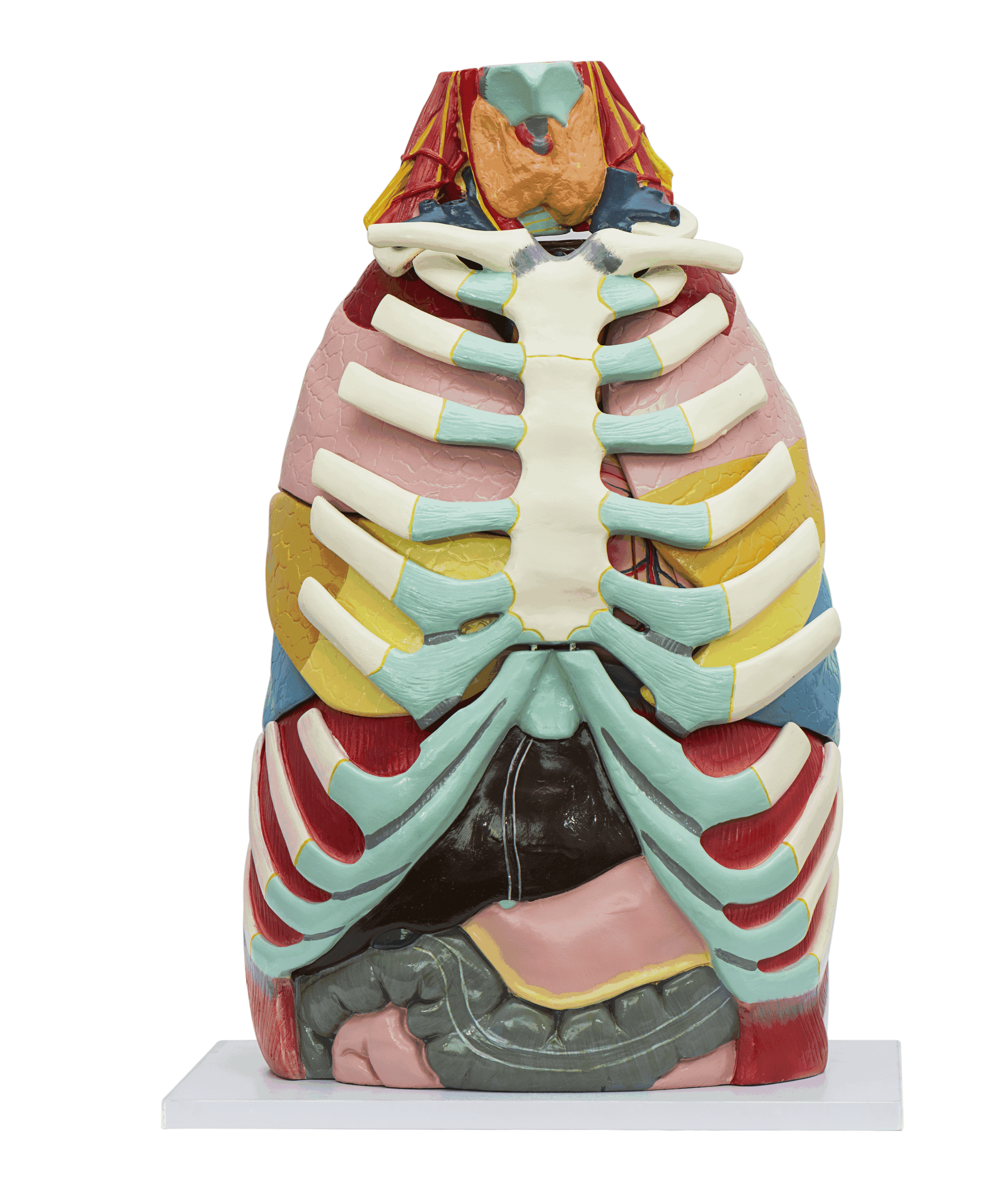 胸腔（qiāng）解剖模型