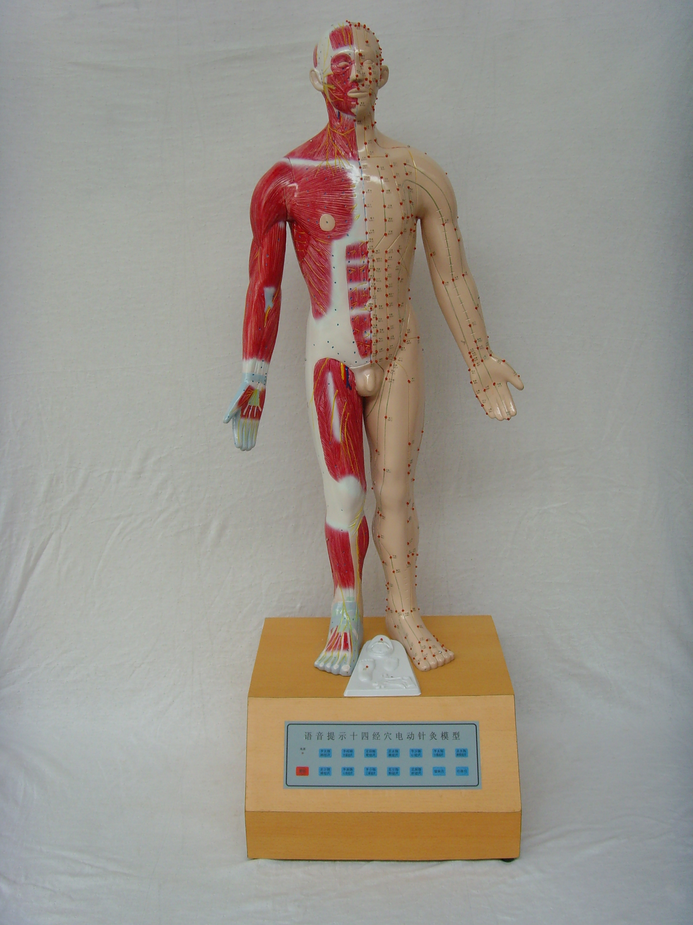 85cm    電動十四針灸模型（xíng）