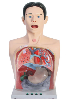 鼻飼與洗胃（wèi）模型