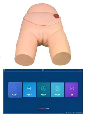 高級女性導尿模型（xíng）(軟件版)