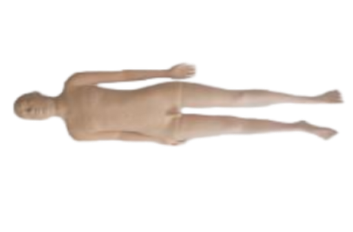 全功能中醫模擬訓練模型