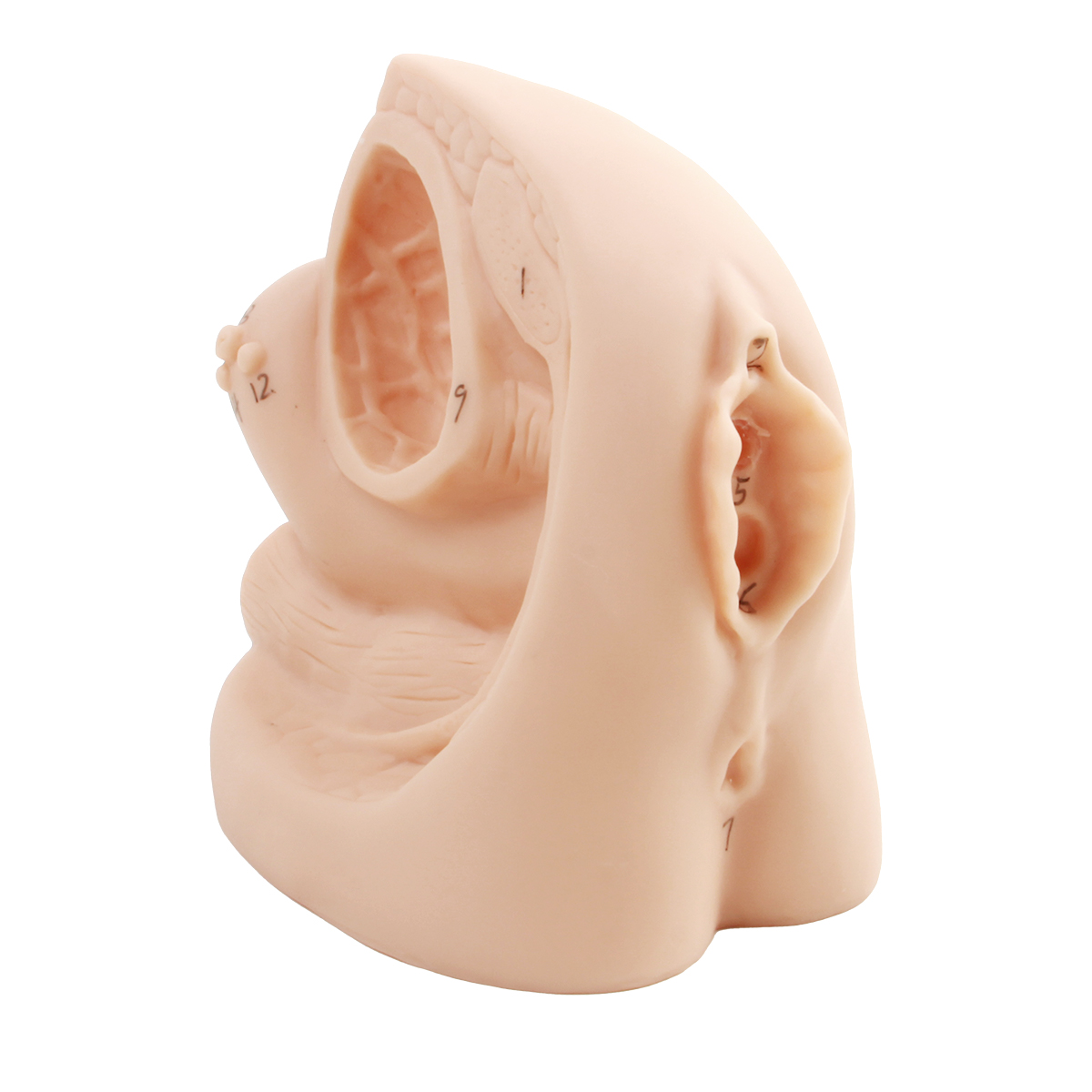 女性內（nèi）外生殖器及導尿模型