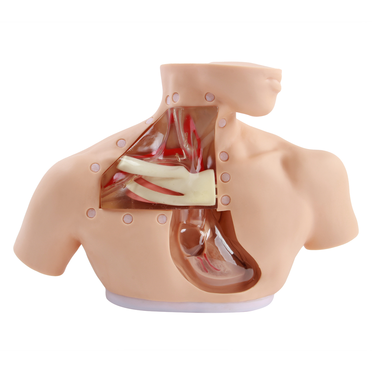  高級腸外營養護理模型