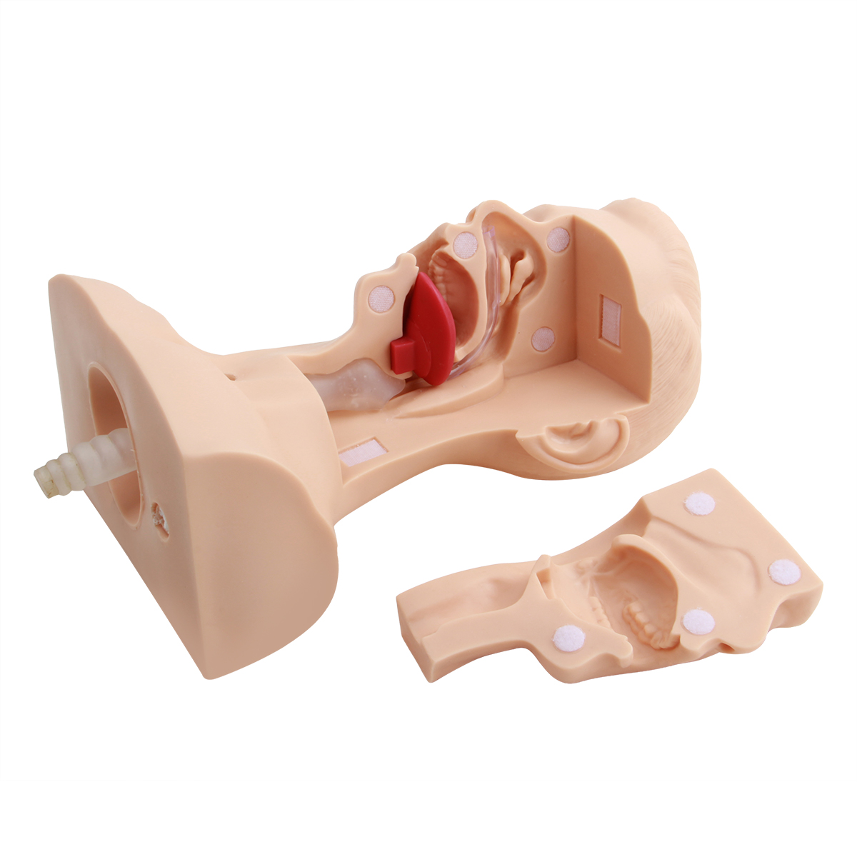 高級吸痰（tán）練習模型