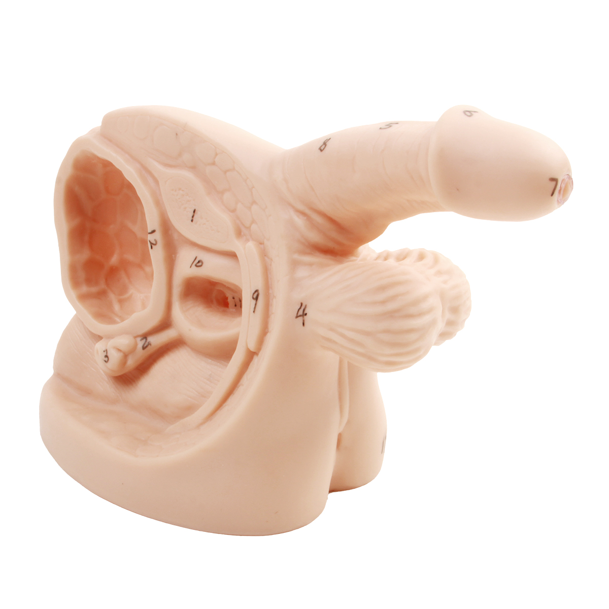 男性內外生殖器及導尿模塊