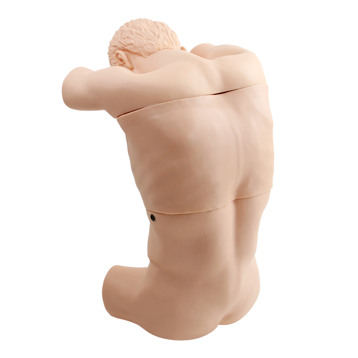 胸腔（背部（bù））穿（chuān）刺訓練模型