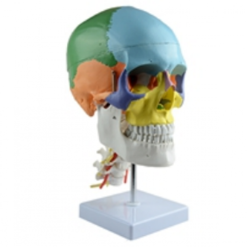 彩色（sè）頭顱骨帶頸椎模型