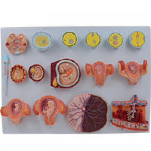 受精與早期（qī）胚胎發（fā）育過程模型