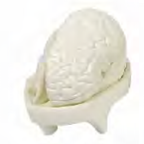 內囊位置、組（zǔ）成及分部模型