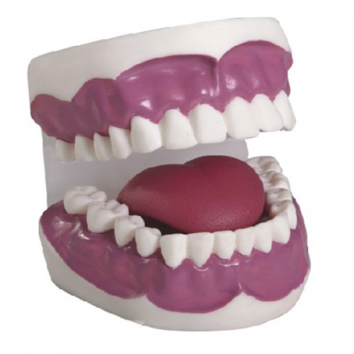 牙護理保健模型（28顆牙，放大（dà）2倍）