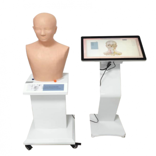 經穴學及針刺仿真（zhēn）訓練係統