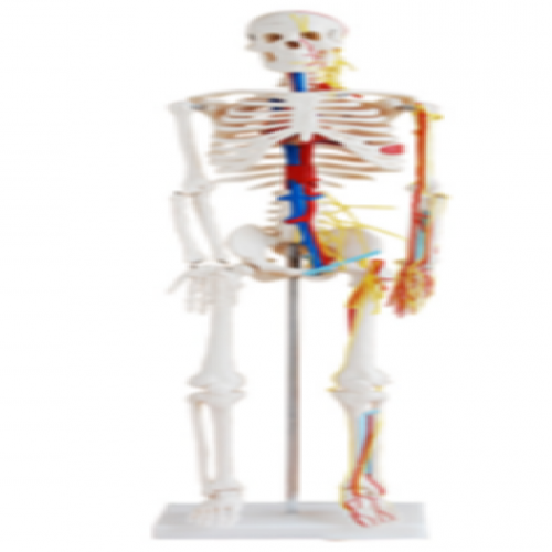 全身骨骼85cm附血管神經（jīng）模型（xíng）