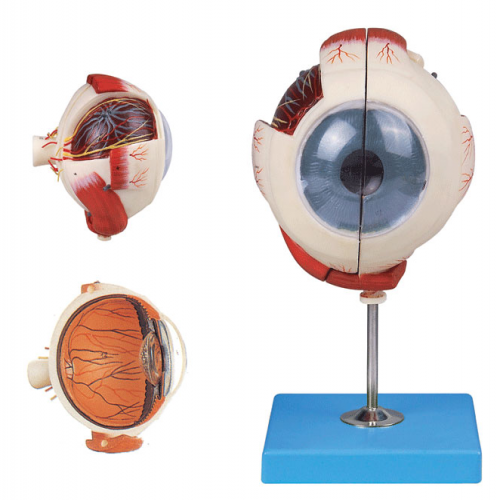 眼球放大（dà）模型