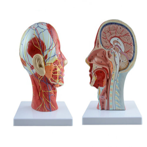 頭部正中失狀切麵附血管神經模型