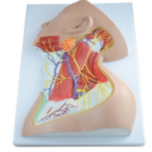 頸部淺層解（jiě）剖模型