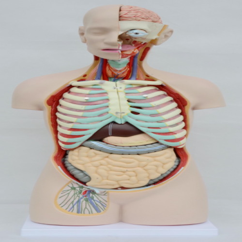 無性人體開背式半身軀幹模型（85cm/17件）