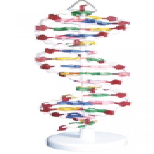 DNA結構（gòu）模型