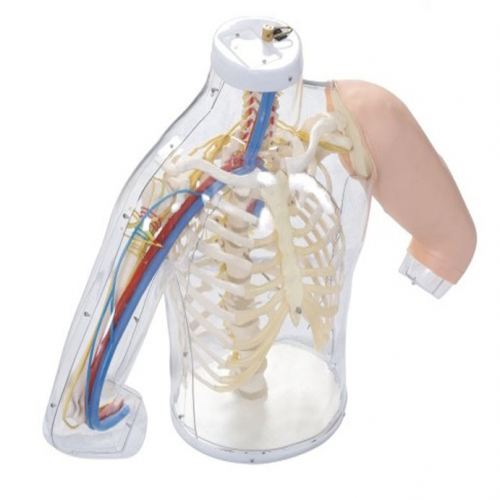 高級上臂（bì）肌肉注（zhù）射及對比模型（帶檢測警示係統）