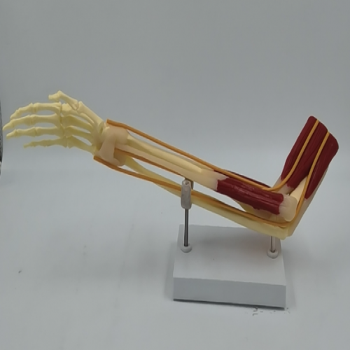 肘關節與肌肉功能模型（xíng）