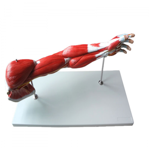 上肢肌肉附主要血（xuè）管神經模型
