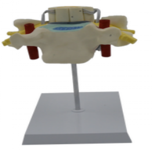 胸椎附脊（jǐ）髓（suǐ）及脊神經放大模型