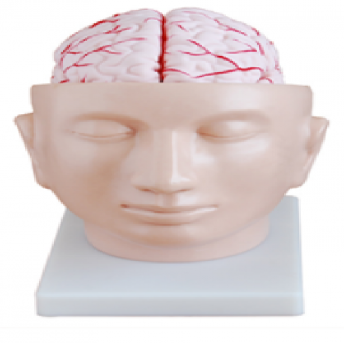 頭部附腦和動（dòng）脈模型