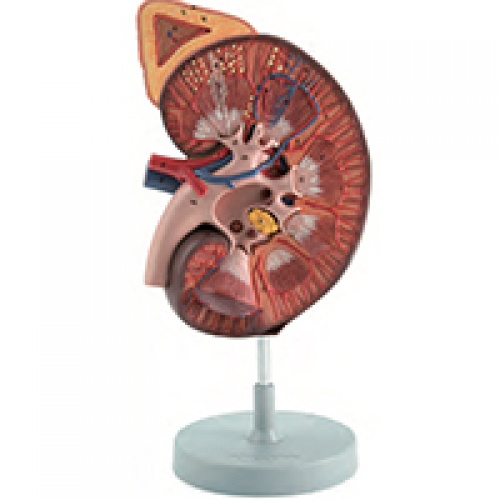 豪華立體腎髒與腎上腺放大模型