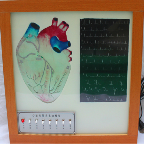 心髒（zāng）傳導係電動模型