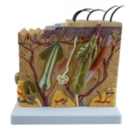 皮膚（fū）組織（zhī）結構放大模型