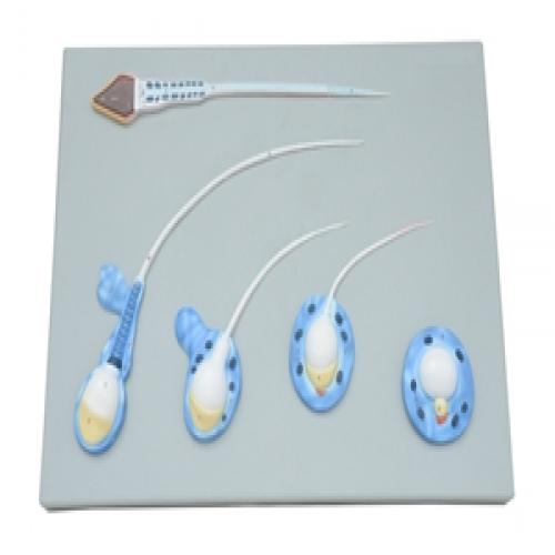 精（jīng）子模型