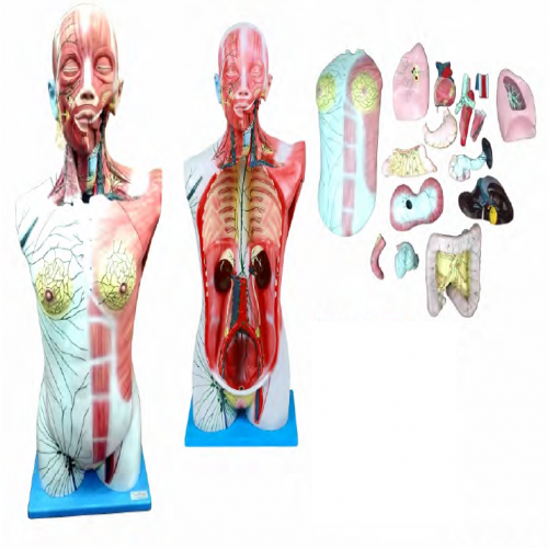 全身深層淋巴回流模型（xíng）