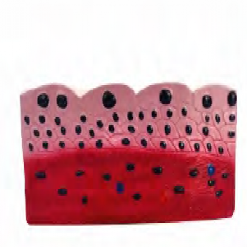 複層扁平上皮組織模型