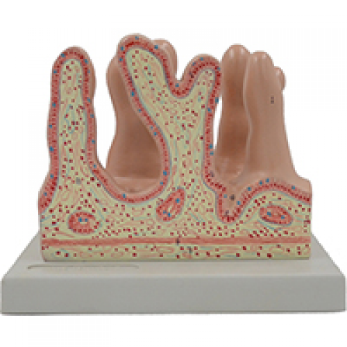 空腸內麵放大模型