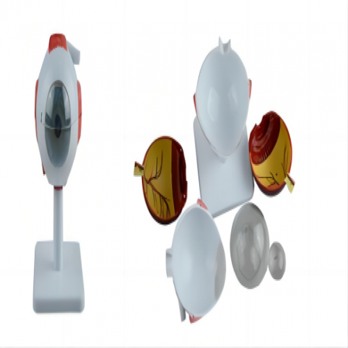 眼救放大（dà）模型帶（dài）支架（放大3倍（bèi））