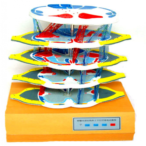 脊髓的內部機構和上下行纖維電（diàn）動模型（xíng）