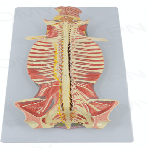 椎管內脊（jǐ）髓與脊神經模型