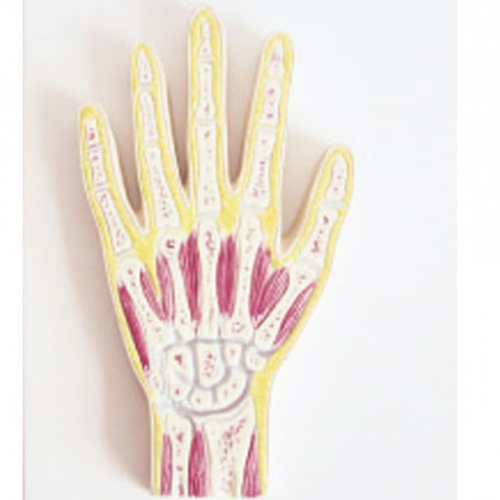 手關節剖麵模（mó）型