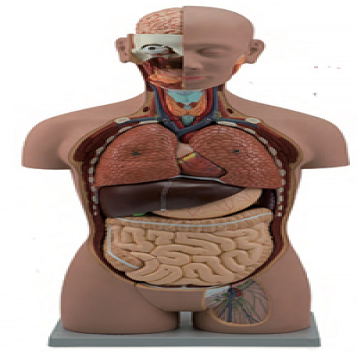 無性（xìng）人體不開背式（shì）半身軀幹模（mó）型（85cm/18件）