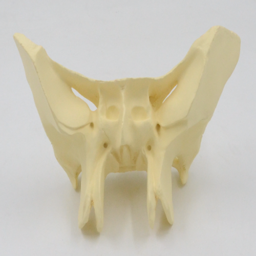蝶骨放大模（mó）型
