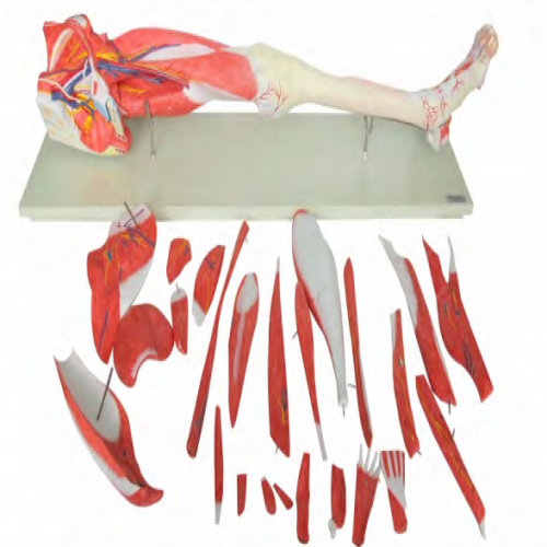 下肢層次解剖（pōu）模型（26部件）