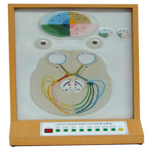 瞳孔對（duì）光反射電動（dòng）模型