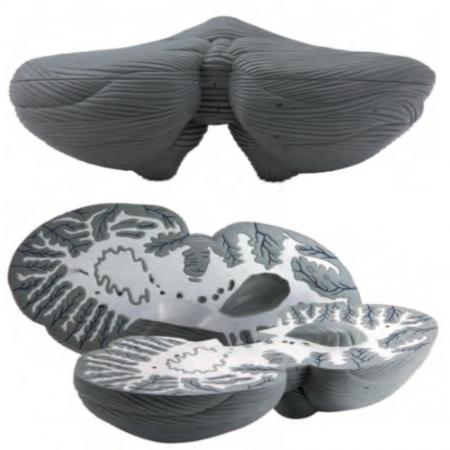 小腦放大模（mó）型