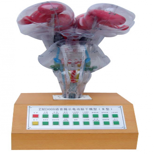 語音提（tí）示電動腦幹（gàn）模型（xíng）
