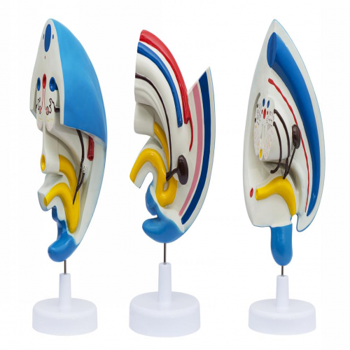 泌尿係統（tǒng）發生模型（3部件）