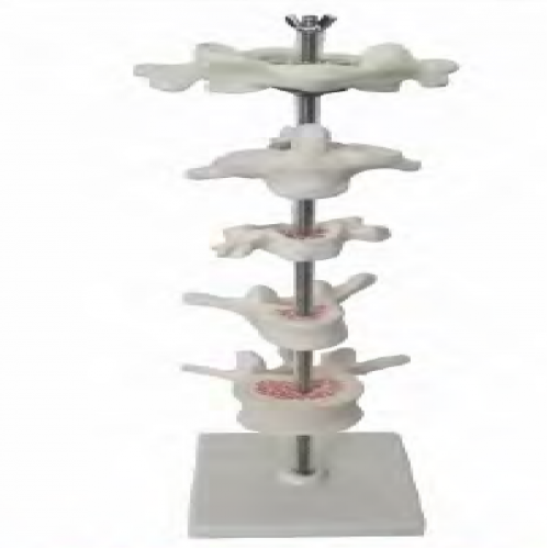 寰、樞、頸、胸、腰椎放大模型